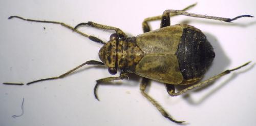 Dimorphocoris sp.